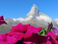 153 Zermatt - Matterhorn von Sunnegga aus