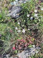 164 Zermatt - Wanderung auf dem Blumenweg