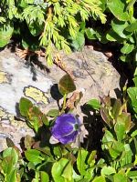 167 Zermatt - Wanderung auf dem Blumenweg