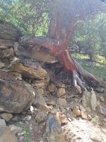 182 Zermatt - Wanderung auf dem Blumenweg