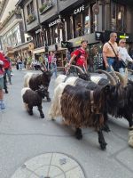 210 Zermatt - die Schwarzhalsziegen kommen von der Weide zurück