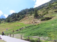 326 Zermatt - die Ziegen werden von der Weide geholt