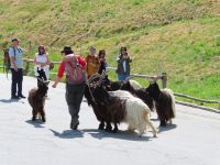 327 Zermatt - die Ziegen werden von der Weide geholt