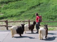 329 Zermatt - die Ziegen werden von der Weide geholt
