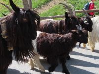 331 Zermatt - die Ziegen werden von der Weide geholt und gehen durch Zermatt zum Stall