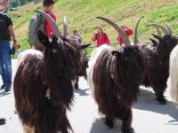 332 Zermatt - die Ziegen werden von der Weide geholt und gehen durch Zermatt zum Stall