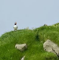 Faröer - Ausflug Vogelinsel Mykines