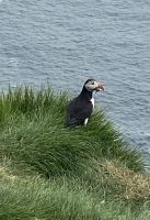 Faröer - Ausflug Vogelinsel Mykines