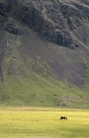 20250712_1 Island pur.jpg