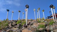 20250712_9 Kunst in Island.jpg