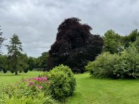 9. Tag – Gort bis Tralee – Wanderung in Coole Park – Autograph Tree