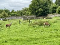 9. Tag – Gort bis Tralee – Wanderung in Coole Park – Rotwild