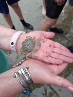 Strandkrabbe bei der Wattwanderung
