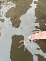 ein kleiner Seestern