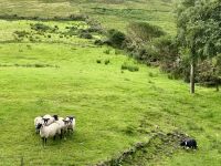 10. Tag – Ring of Kerry – Besuch bei Schäfer Tom und seinen Border Collies