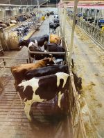 Faröer - Milchbauernhof Varmakeldugardurin