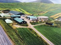 Faröer - Milchbauernhof Varmakeldugardurin