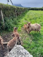 Tag 4 Grange Sheep Farm 2.jpg