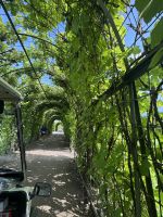 Rosengarten Rundale (5)