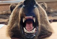 Mount Roberts Besucherzentrum - Grizzly Bear