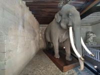 Freizeit in Tours: Ausstellung Elefant Fritz