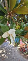 Blüte der Magnolia Grandiflora