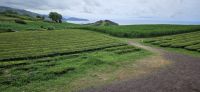 Insel Sao Miguel, Teeplantage Gorreana