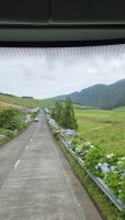 Insel Sao Miguel, Hortensien säumen die Strassen