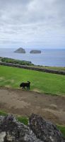 Insel Terceira, Ziegeninseln