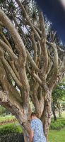 Insel Terceira, Angra, Drachenbaum