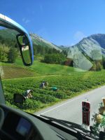 Valldal - Erdbeerfelder 