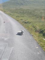 Die Strasse ist so schön warm....