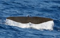 SpermWhale-WWA-20250726-Pottwal