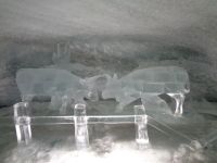 Ehringer Kühe im Ring, Gletscher-Palast, Klein Matterhorn, Schweiz