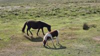 Dartmoor