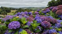 Lanhydrock House and Gardens