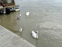 4. Tag – Wien – Schwanenfamilie auf der Donau