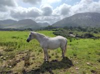 033-Kylemore Abbey