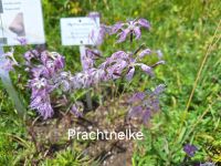 Im Alpengarten