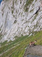 Morgenstimmung auf dem Pilatus-Kulm... (Beobachtung von Steinböcken)