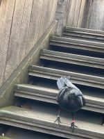Raben im Tower