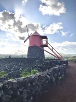 Pico Windmühle im Weinfeld