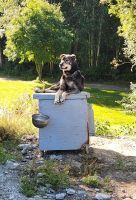 Martin Buser - Husky Farm