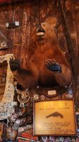 Juneau - Red Dog Saloon