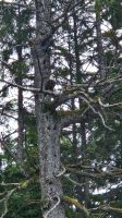 Weißkopfseeadler