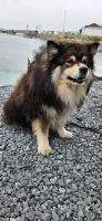 Traena, Hundefreund