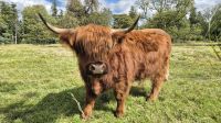 Highland Rind