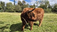 Highland Rind
