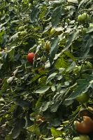 Die Tomaten gedeihen prächtig