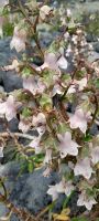 Azoren Flora